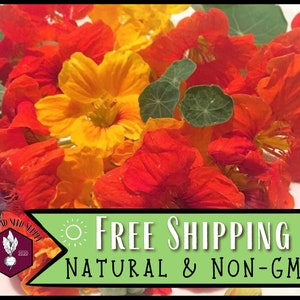 185 Nasturtium Seeds (Multi-Color Jewel Mix) | Non-GMO, Flower Gardening Seed Packet for Pollinator Butterflies & Bees, Tropaeolum majus