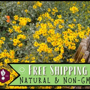 32,700 Desert Marigold Seeds | Native Pollinator Wildflower Garden Flower Seed for Pollinator Bee & Butterflies, Baileya multiradiata