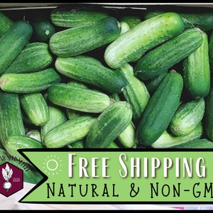 1,000 Cucumber Seeds (Boston Pickling) | Heirloom, Non-GMO, Vegetable Gardening Seed Packet for Homesteaders & Gardeners, Cucumis sativus