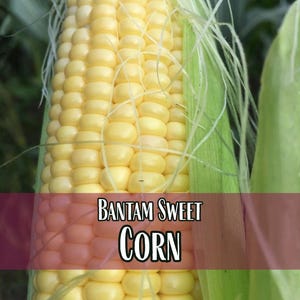 200 Sweet Corn Seeds (Golden Bantam) | Heirloom, Non-GMO, Vegetable Gardening Seed Packet for Gardening, Zea mays