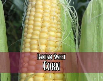 200 Sweet Corn Seeds (Golden Bantam) | Heirloom, Non-GMO, Vegetable Gardening Seed Packet for Gardening, Zea mays