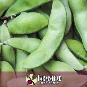 100 Edamame Soybean Seeds (BeSweet) | Heirloom, Non-GMO, Vegetable Gardening Seed Packets for Planting Gardens, Easy To Grow, Glycine max image 5