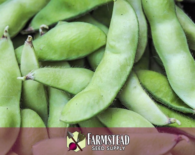 100 Edamame Soybean Seeds (BeSweet) | Heirloom, Non-GMO, Vegetable Gardening Seed Packets for Planting Gardens, Easy To Grow, Glycine max image 5