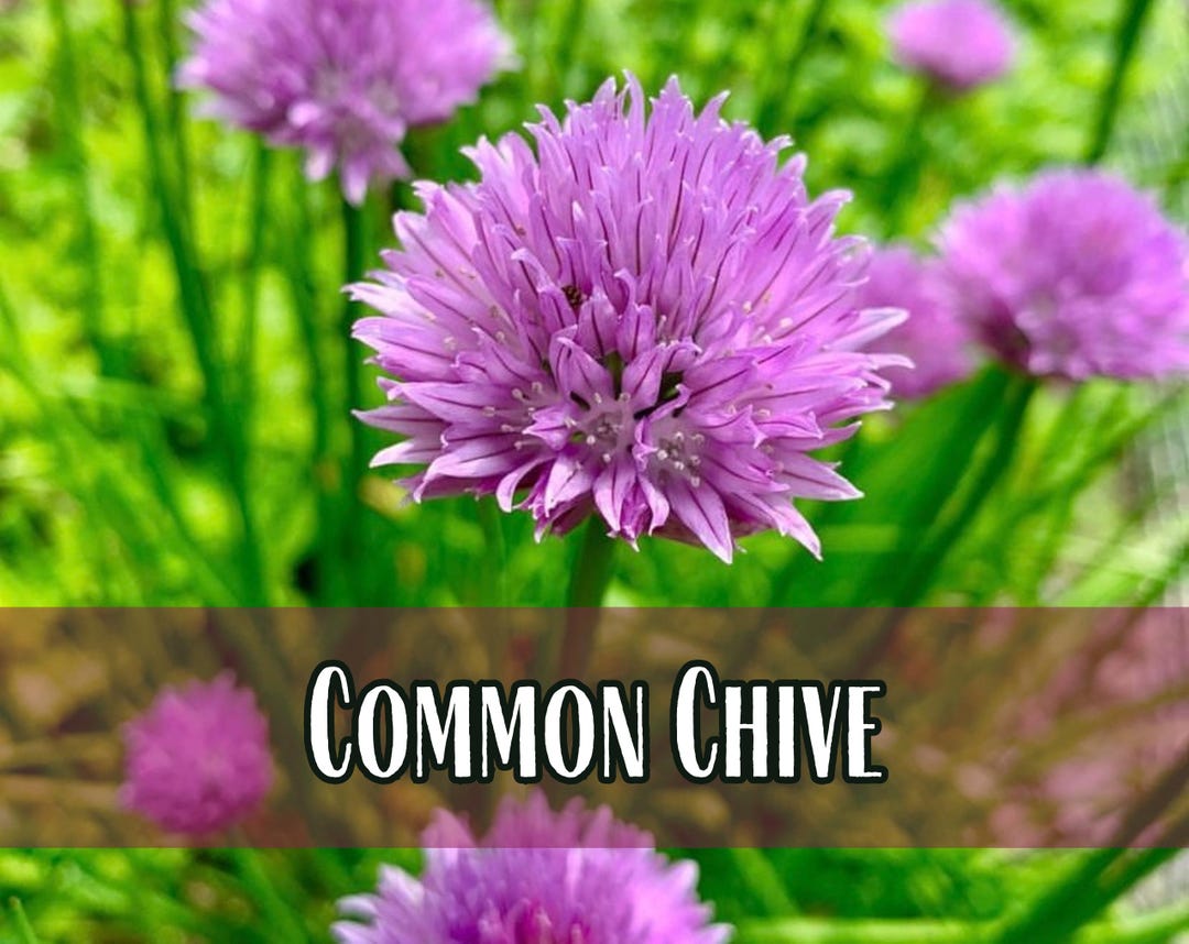 16,500 Common Chive Seeds | Perennial Herb Plant Seed Packet for ...