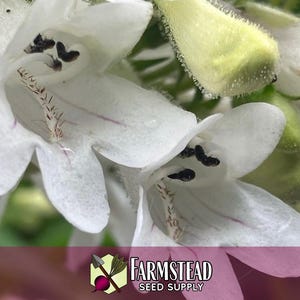 44 000 graines de Digitale 'Beardtongue' | Graine de fleurs sauvages indigènes pour jardins de fleurs vivaces, papillons pollinisateurs et abeilles, Penstemon digitalis image 3