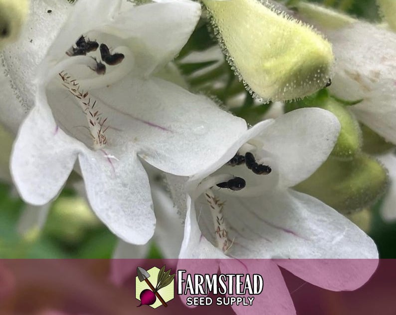 44 000 graines de Digitale 'Beardtongue' | Graine de fleurs sauvages indigènes pour jardins de fleurs vivaces, papillons pollinisateurs et abeilles, Penstemon digitalis image 3