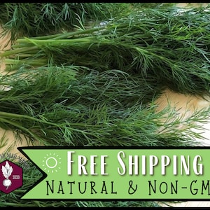 13,600 Dill Seeds (Bouquet) | Heirloom, Non-GMO, Herb Seed Packet, Container Gardening, Culinary Herb Garden Plant Seeds, Anethum graveolens