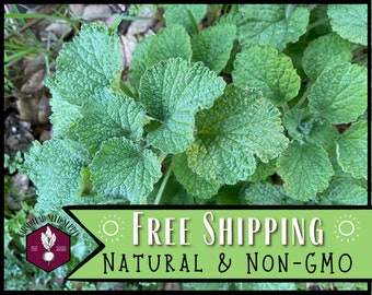 7,000 Horehound Seeds | Perennial Herb Seed Packet, Container Herb Gardening, Traditional Herbal Uses, Marrubium vulgare