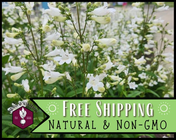 44,000 Foxglove 'Beardtongue' Seeds | Native Wildflower Seed for Perennial Flower Gardens, Pollinator Butterfly & Bees, Penstemon digitalis
