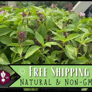 15,000 Thai Basil Seeds | Heirloom, Non-GMO, Rare Herb Seed Packet, Container Herb Gardening, Ocimum basilicum var thyrsiflora