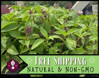 15,000 Thai Basil Seeds | Heirloom, Non-GMO, Rare Herb Seed Packet, Container Herb Gardening, Ocimum basilicum var thyrsiflora