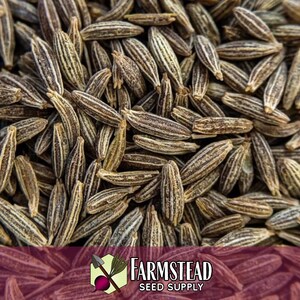 4,000 Cumin Herb Seeds | Non-GMO Herb Seed Packet, Container Herb Gardening, Indian Herbs for Planting, Cuminum cyminum zdjęcie 2