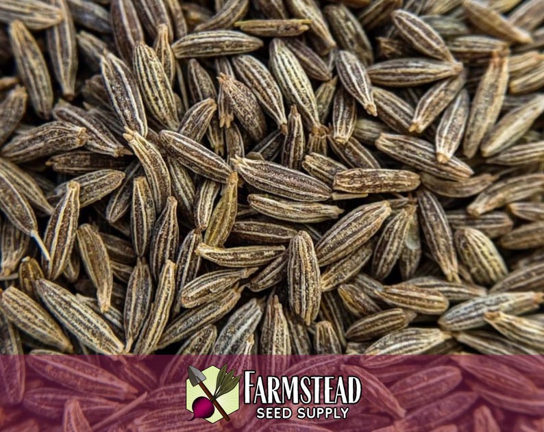 4,000 Cumin Herb Seeds | Non-GMO Herb Seed Packet, Container Herb Gardening, Indian Herbs for Planting, Cuminum cyminum zdjęcie 2