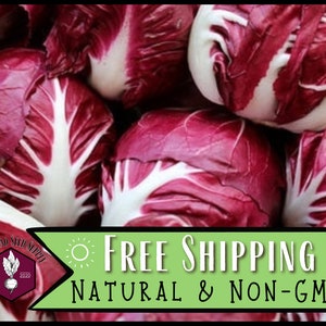 13,900 Radicchio Seeds (Palla Rosa) | Heirloom, Non-GMO, Vegetable Gardening Seed Packet for Growing Plants, Cichorium intybus var. foliosum