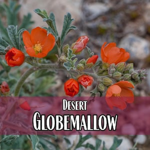 7,100 Desert Globemallow Seeds | Native Wildflower, Flower Gardening Plant Seed Packet, West Coast Seeds, Sphaeralcea ambigua