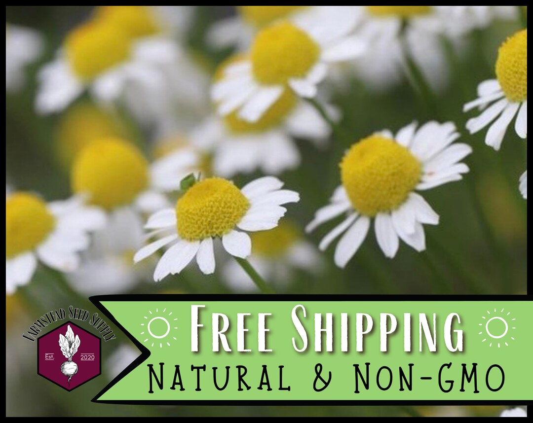 1,500 Marigold Seeds (sparky) | Annual Flower Gardening Plant Seed