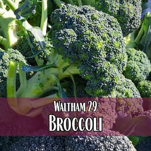10,000 Broccoli Seeds (Waltham 29) | Heirloom, Non-GMO, Vegetable Gardening Seed Packet for Planting Gardens, Brassica oleracea var. italica
