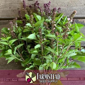 10,500 Cinnamon Basil Seeds | Heirloom, Non-GMO, Rare Herb Seed Packet, Container Gardening, Herb Garden, Basil Plant Seed, Ocimum basilicum image 2