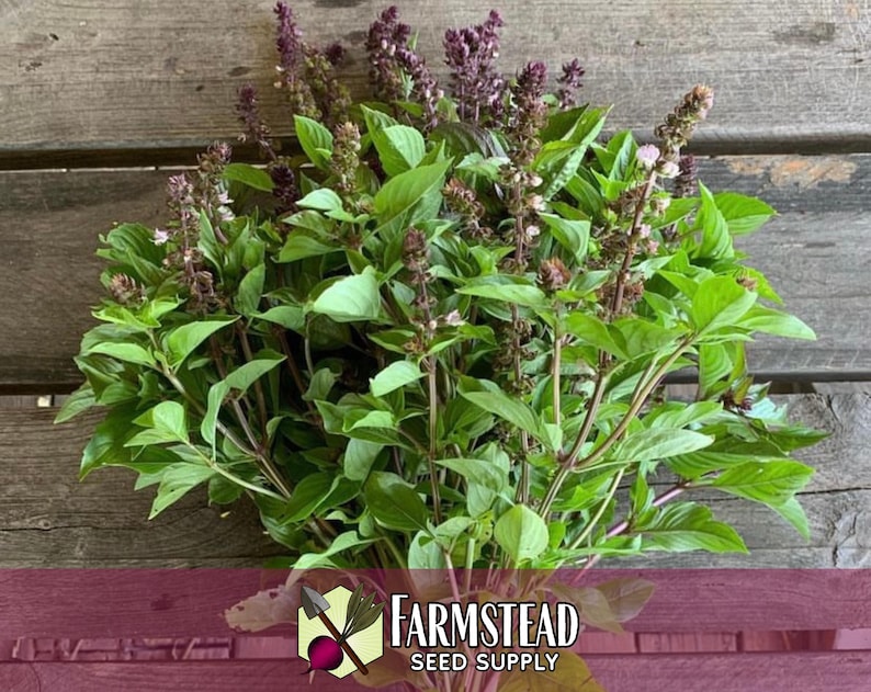 10,500 Cinnamon Basil Seeds | Heirloom, Non-GMO, Rare Herb Seed Packet, Container Gardening, Herb Garden, Basil Plant Seed, Ocimum basilicum image 2