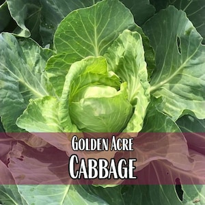8,000 Cabbage Seeds (Golden Acre) | Heirloom, Non-GMO, Vegetable Gardening Seed Packets for Planting Gardens, brassica oleracea var capitata