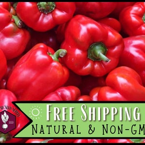 2,400 Sweet Red Pepper Seeds (Yolo Wonder) | Heirloom, Non-GMO, Vegetable Garden Seed Packet, Container Gardening, Capsicum annuum