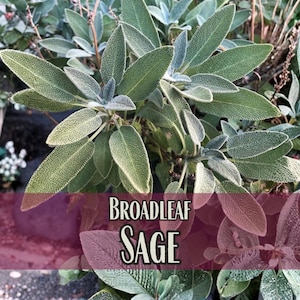 3,000 Broadleaf Sage Seeds | Perennial Herb Gardening Seed Packet for Container Gardener, Sage Smudge, Heirloom, Non-GMO, Salvia officinalis