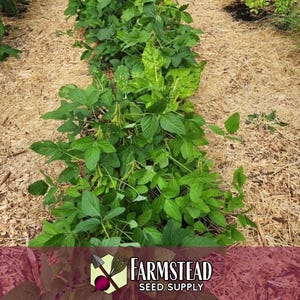 100 Edamame Soybean Seeds (BeSweet) | Heirloom, Non-GMO, Vegetable Gardening Seed Packets for Planting Gardens, Easy To Grow, Glycine max image 4