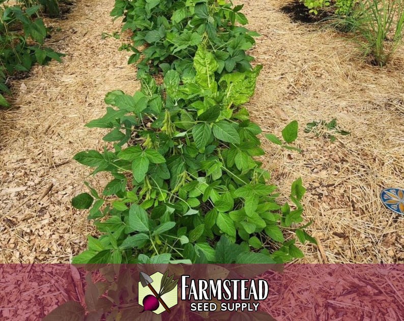 100 Edamame Soybean Seeds (BeSweet) | Heirloom, Non-GMO, Vegetable Gardening Seed Packets for Planting Gardens, Easy To Grow, Glycine max image 4