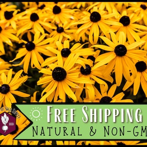 50,000 Black Eyed Susan Seeds | Native Wildflower Gardening Plant Seed for Flower Gardens, Pollinator Bees & Butterflies, Rudbeckia hirta