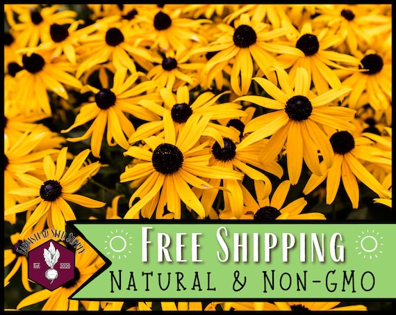 50,000 Black Eyed Susan Seeds | Native Wildflower Gardening Plant Seed for Flower Gardens, Pollinator Bees & Butterflies, Rudbeckia hirta
