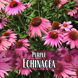 3,100 Echinacea Purpurea Coneflower Seeds | Non-GMO Wildflower Gardening Seed Packet for Growing Flowers for Pollinator Bees & Butterflies image 1