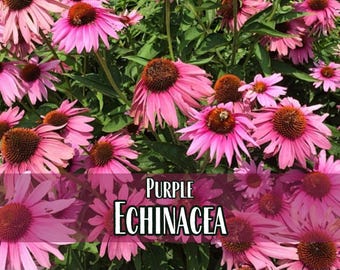 3,100 Echinacea Purpurea Coneflower Seeds | Non-GMO Wildflower Gardening Seed Packet for Growing Flowers for Pollinator Bees & Butterflies