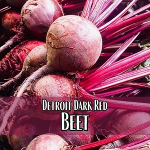 1,350 Beet Seeds (Detroit Dark Red) | Heirloom, Non-GMO, Vegetable Gardening Seed Packets for Planting Gardens, Beetroot, Beta vulgaris