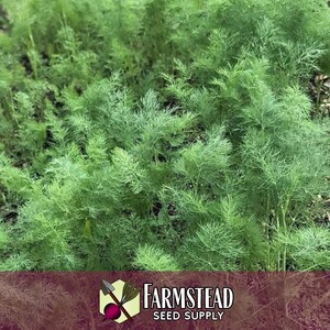13,600 Dill Seeds (Bouquet) | Heirloom, Non-GMO, Herb Seed Packet, Container Gardening, Culinary Herb Garden Plant Seeds, Anethum graveolens image 5