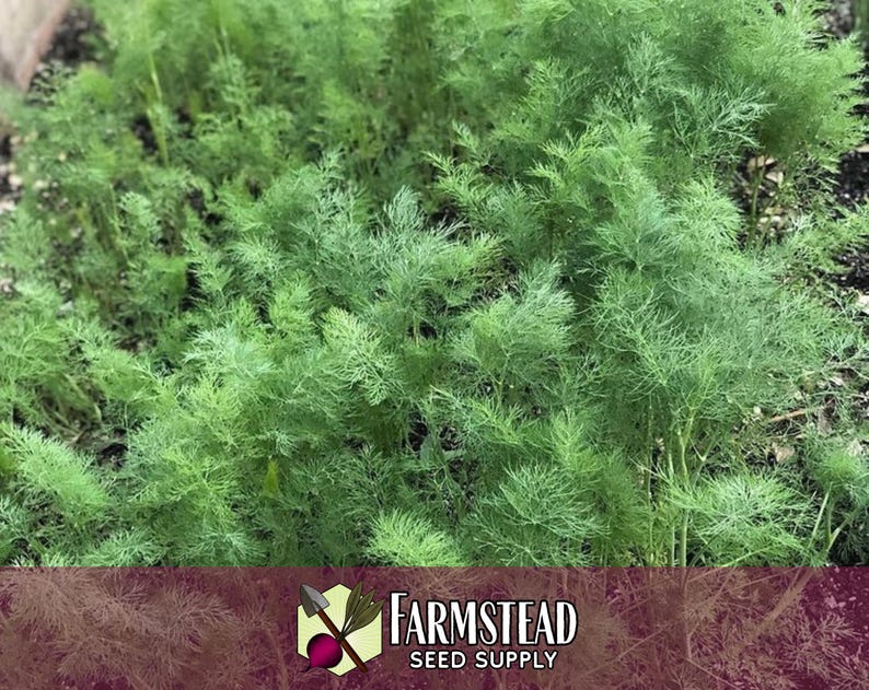 13,600 Dill Seeds (Bouquet) | Heirloom, Non-GMO, Herb Seed Packet, Container Gardening, Culinary Herb Garden Plant Seeds, Anethum graveolens image 5