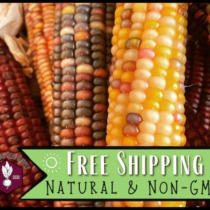 200 Indian Ornamental Corn Seeds | Heirloom, Non-GMO, Vegetable Gardening Seed Packet for Survival Homesteading & Gardeners, Zea mays
