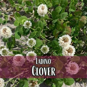 63,500 Clover Seeds (Ladino) | Wildflower Gardening Pollinator Plant Seed Packets for Bees & Butterflies, Lawn Cover Crop, Trifolium repens