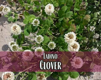 63,500 Clover Seeds (Ladino) | Wildflower Gardening Pollinator Plant Seed Packets for Bees & Butterflies, Lawn Cover Crop, Trifolium repens