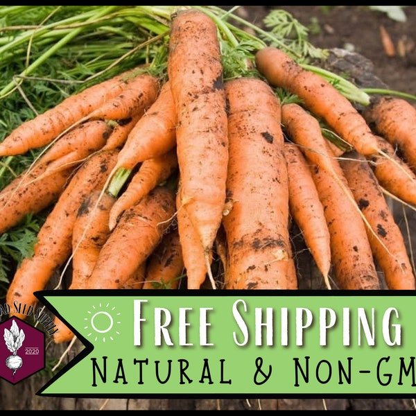 20,500 Carrot Seeds (Tendersweet) | Heirloom, Non-GMO, Vegetable Gardening Seed Packet for Planting Homestead Gardens, Daucus carota