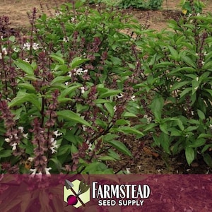 15,000 Thai Basil Seeds | Heirloom, Non-GMO, Rare Herb Seed Packet, Container Herb Gardening, Ocimum basilicum var thyrsiflora image 2