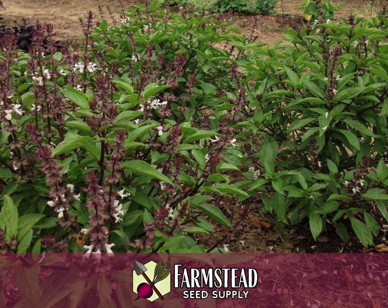 15,000 Thai Basil Seeds | Heirloom, Non-GMO, Rare Herb Seed Packet, Container Herb Gardening, Ocimum basilicum var thyrsiflora image 2