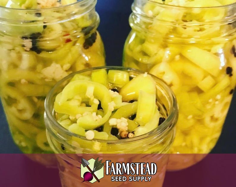 1,600 Sweet Banana Pepper Seeds | Heirloom, Non-GMO, Vegetable Gardening Seed Packet, Peppers for Canning & Pickling, Capsicum annuum image 2