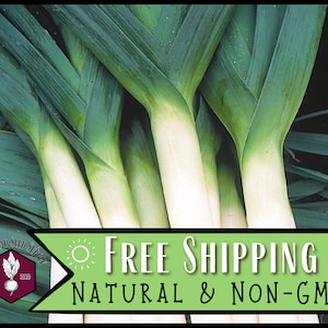 5,300 Leek Seeds (American Flag) | Heirloom, Non-GMO, Vegetable Gardening Seed Packet, Easy To Grow Seeds, Allium ampeloprasum