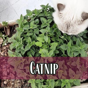 30,500 Catnip Seeds | Non-GMO, Container Herb Garden Seed Packet for Growing Catnip Plant, Natural Cat-Friendly Herb, Nepeta cataria