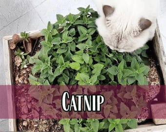 30,500 Catnip Seeds | Non-GMO, Container Herb Garden Seed Packet for Growing Catnip Plant, Natural Cat-Friendly Herb, Nepeta cataria