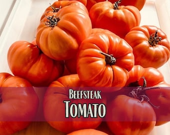 3,700 Beefsteak Tomato Seeds | Vegetable Gardening Seed Packet, Homesteading, Canning Tomatoes, Solanum lycopersicum