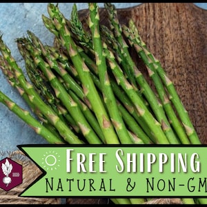 1,575 Asparagus Seeds (Mary Washington) | Heirloom, Non-GMO, Vegetable Gardening, Perennial Seed Packets, Asparagus officinalis