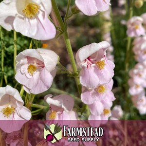 17,800 Palmer's Penstemon Seeds | Native Flower Gardening Seed for Pollinator Butterflies & Bees, Wildflower Seed Packet, Penstemon palmeri image 3