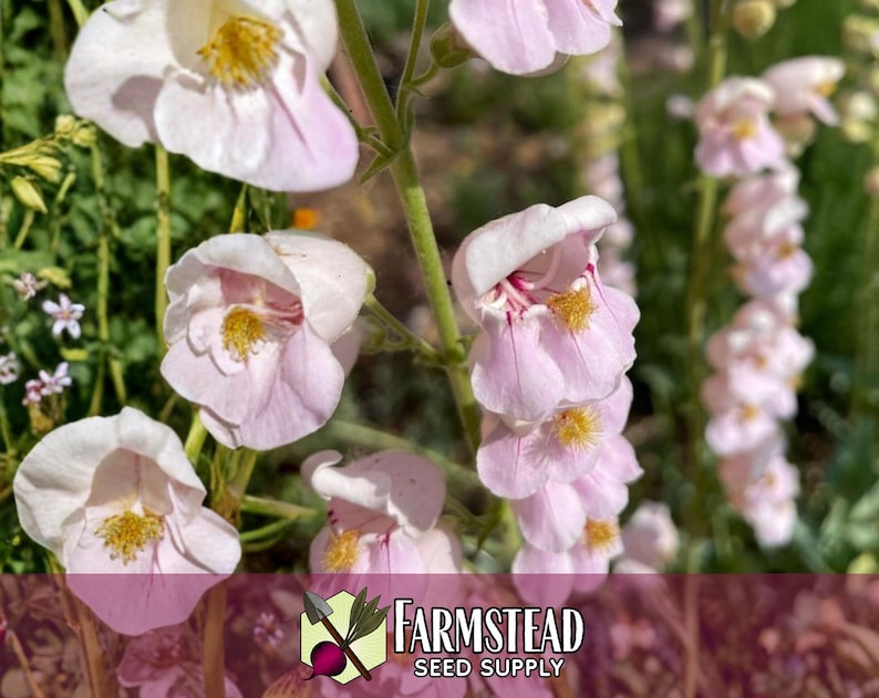 17,800 Palmer's Penstemon Seeds | Native Flower Gardening Seed for Pollinator Butterflies & Bees, Wildflower Seed Packet, Penstemon palmeri image 3