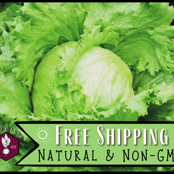 20,000 Lettuce Seeds (Crisped Iceberg) | Heirloom, Non-GMO, Vegetable Garden Seed Packet, Easy To Grow, Gardening for Kids, Lactuca sativa